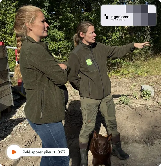Næse for pileurt: Pelé snuser sig frem mod byggepladsens invasive trussel

